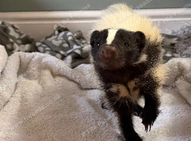 Domino the skunk