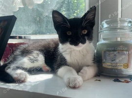 1 year old female cat Minnie