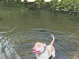 American bulldog stud