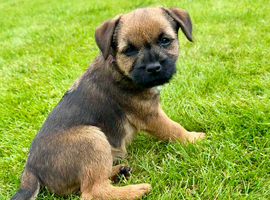 Ready to go now!Border Terrier pup ONLY 1 Girl LEFT! SLEM clear
