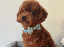 Asian toy poodle puppy boy