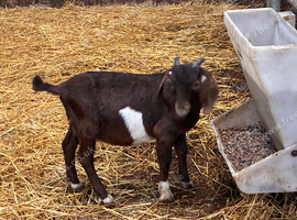 2 intact Boer billy kids