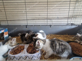 Kittens