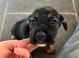 Cocker spaniel cross