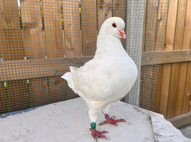 King pigeon