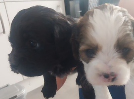 Lhasa apso