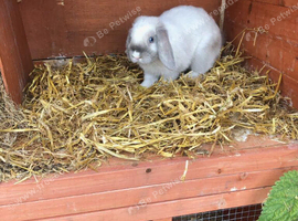Adult male mini Lop ready for his forever home
