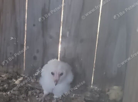 Male barn owl 5month old