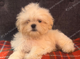 Cute Shihchon Teddy Bear Puppies
