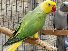 Breeding & pet Mutation Indian Ringneck Parrots