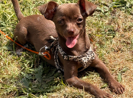 Chihuahua 6months old
