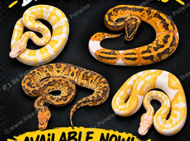 Hatchling Ball/Royal pythons