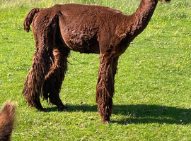 Solid brown Suri male