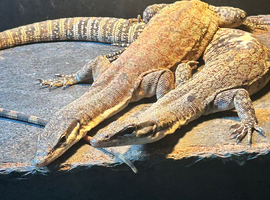 Kimberley rock monitor pair 4-5 year old