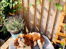 Lottie and dotty