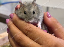 Russian dwarf hamster