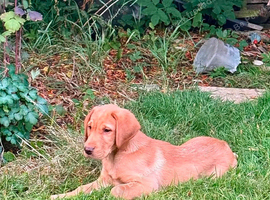 Red Lab bitch pup