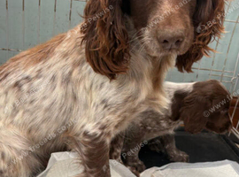 Sprocker