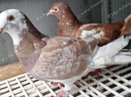 Pigeon for sale