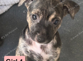 Jack Russell Cross Pocket Bully Puppies