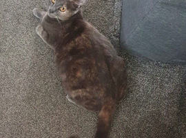 Female calico cat