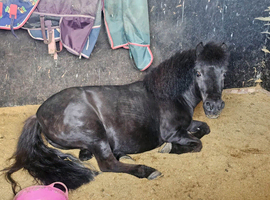10.2hh Shetland 15 years old mare