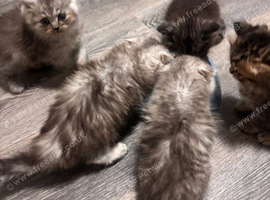Persian mix kittens
