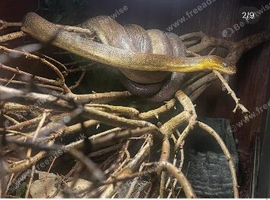 Maclops pythons