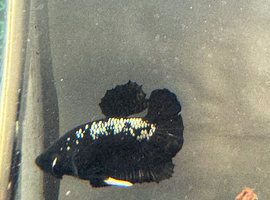 Betta fish (Samurais)