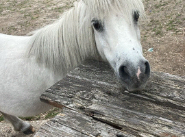 Registered Shetland mare