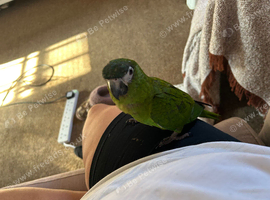 Hand tame Hahns macaw baby boy