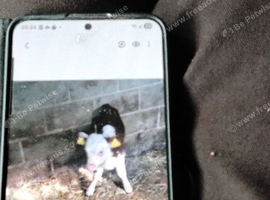 Traditional hereford heifer calf