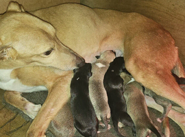 Australian cattle x greyhound x saluki greyhound pups