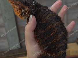 100% Red Monster Male