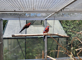 Crimson rosella