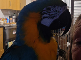 Macaw parrot
