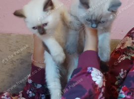 Full British shorthair available now Bradford