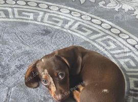 Dachshund