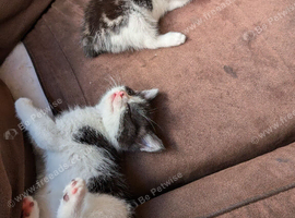 Female kittens x2
