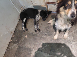 Sprollie pups forsale