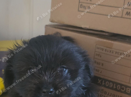 Maltipeje boy pup for sale