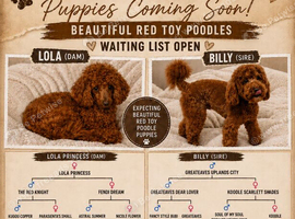 W️aiting List Deep Red Toy Poodle