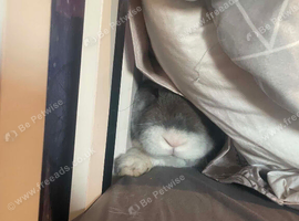Giant French lop full breed