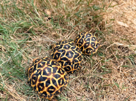 Indian star tortoise cb25