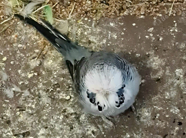 Exhibition budgies for sale