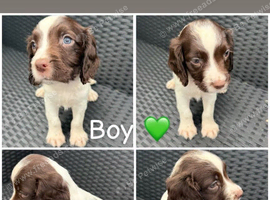 Springer Spaniel puppies