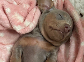 Beautiful Miniature Dachshund Puppies
