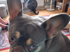 French bulldog female