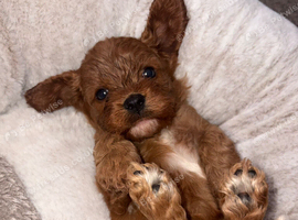 4 week old cavapoo litter