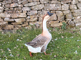 African Gander 2 yr old